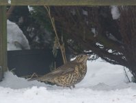 IMG_1129_Mistle_Thrush_cropped.jpg