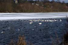 Whitlingham Broad (R).jpg