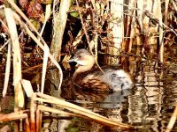 IMG_1466_Little Grebe.jpg