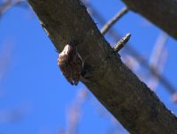 Treecreeper 1 (R).jpg