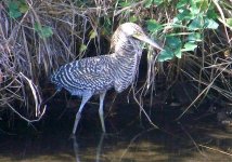 bare-throated tiger heron 3.jpg