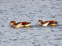 IMG_1560_2 Egyptian Geese.jpg