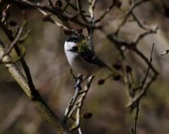 coal tit.jpg