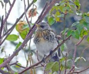 fieldfare2.jpg