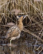 Bittern2 copy.jpg