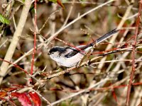 IMG_2612_LTT.jpg