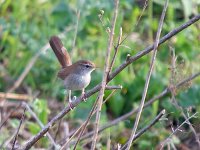 IMG_3522_Cetti's Warbler.jpg