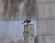 Canons Farm Black Redstart 1.jpg