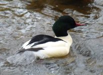 goosander 7.JPG