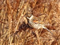 IMG_2007_Reed Bunting.jpg