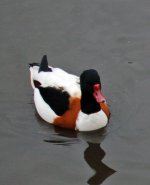 Shelduck.jpg