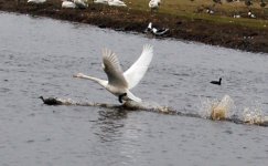 Whooper Swan 5.jpg