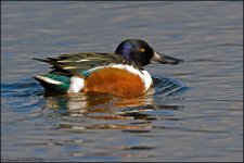 Shoveler3(NS) copy.jpg