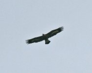 Golden Eagle (IMG_8755).jpg