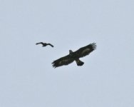 Golden Eagle (IMG_8759).jpg