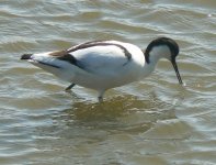 Avocet3.jpeg