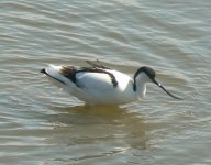 Avocet4.jpeg