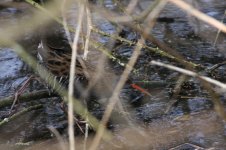 5.WaterRail.JPG