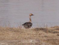 Bean Goose UB pools Apr 09 .jpg