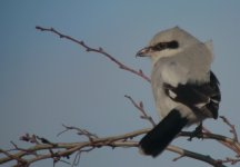 2.GreatGreyShrike.JPG