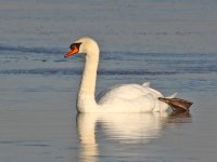 IMG_2188_Mute Swan.jpg