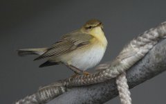 Chiffchaff 220410 024.jpg