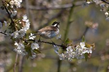 Reed Bunting (R).jpg