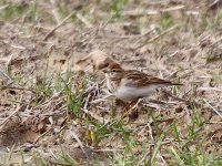 IMG_0193_Short-toed Lark.jpg