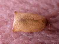 carnation_tortrix_female_23aug03_420_20.jpg