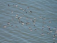 Razorbill, Dunstanburgh BF.jpg