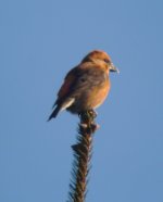 2.Crossbill.JPG