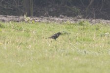 Ring Ouzel2 180410.jpg