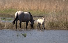 Konik ponies (R).jpg