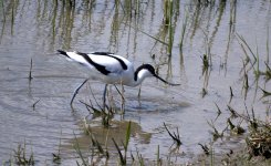 Avocet (R).jpg