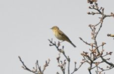 Holmethorpe Willow Warbler 1.jpg