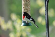 Rose Breasted Grosbeak.jpg