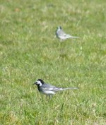 White or Pied Wag and White Wag, Ranvilles Lane, 5th April 2010.JPG