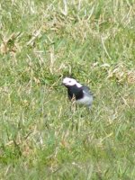 Wagtail 2.JPG