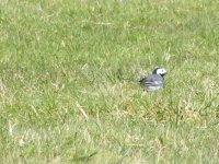 Wagtail 3.JPG