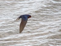 IMG_4784_Barn Swallow.jpg