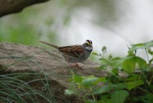 white crowned sparrow.jpg