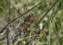 Chestnut Weaver.jpg