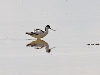 IMG_7419_Avocet.jpg