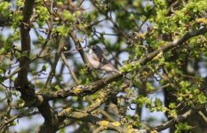 2.Whitethroat.jpg