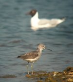 4.Greenshank.JPG