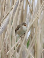 4.ReedWarbler.jpg