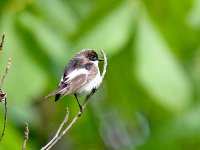 IMG_8786_Pied Flycatcher.jpg