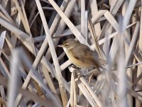 IMG_5606_Great Reed Warbler.jpg