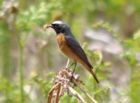 Thursley Common Common Redstart 1.jpg