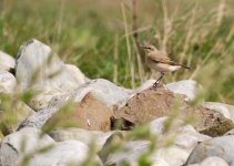 wheatear_040510a.jpg